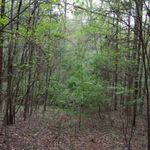 Photo #65 of Lot 361 Clear Point Run, Lynch Station, VA 3.7 acres