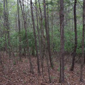 Photo #42 of Lot 361 Clear Point Run, Lynch Station, VA 3.7 acres