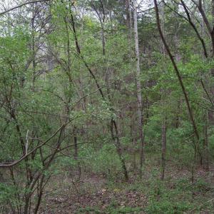 Photo #37 of Lot 361 Clear Point Run, Lynch Station, VA 3.7 acres