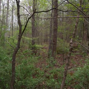 Photo #31 of Lot 361 Clear Point Run, Lynch Station, VA 3.7 acres