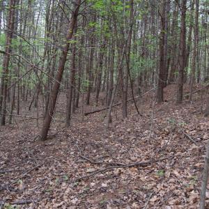 Photo #66 of Lot 361 Clear Point Run, Lynch Station, VA 3.7 acres