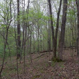 Photo #47 of Lot 361 Clear Point Run, Lynch Station, VA 3.7 acres