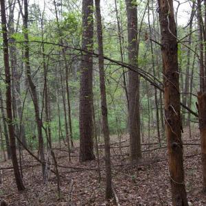 Photo #61 of Lot 361 Clear Point Run, Lynch Station, VA 3.7 acres
