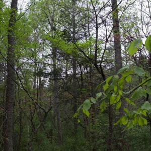 Photo #46 of Lot 361 Clear Point Run, Lynch Station, VA 3.7 acres