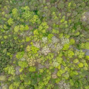 Photo #10 of Lot 361 Clear Point Run, Lynch Station, VA 3.7 acres