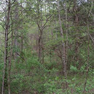 Photo #36 of Lot 361 Clear Point Run, Lynch Station, VA 3.7 acres
