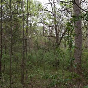 Photo #33 of Lot 361 Clear Point Run, Lynch Station, VA 3.7 acres