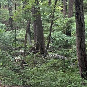 Photo #12 of Sawmill Road, Bedford, VA 6.4 acres