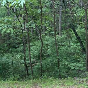 Photo #11 of Sawmill Road, Bedford, VA 6.4 acres
