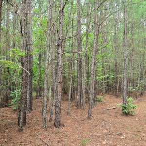 Photo #2 of Mountain Cut Rd, Appomattox, VA 64.1 acres
