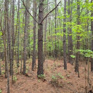 Photo #3 of Mountain Cut Rd, Appomattox, VA 64.1 acres