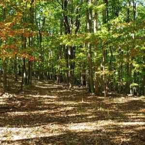 Photo #2 of Trey Court, Madison Heights, VA 16.3 acres