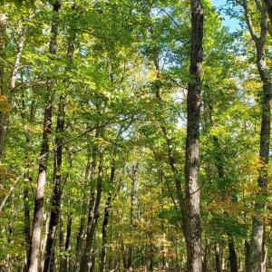 Photo #3 of Trey Court, Madison Heights, VA 16.3 acres