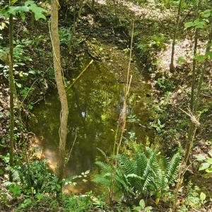 Photo #6 of Gladys Road, Altavista, VA 4.9 acres