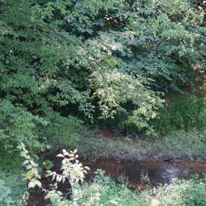 Photo #6 of Felix Road, Nathalie, VA 9.3 acres