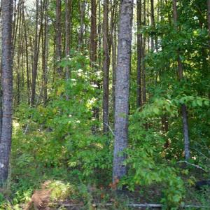 Photo #4 of Felix Road, Nathalie, VA 9.3 acres