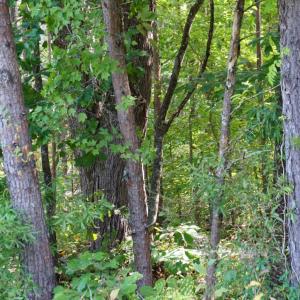 Photo #3 of Felix Road, Nathalie, VA 9.3 acres