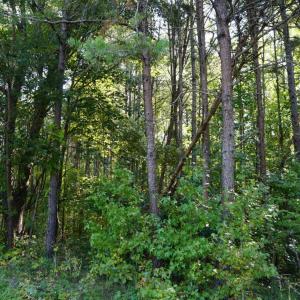 Photo #2 of Felix Road, Nathalie, VA 9.3 acres