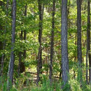 Photo #1 of Felix Road, Nathalie, VA 9.3 acres