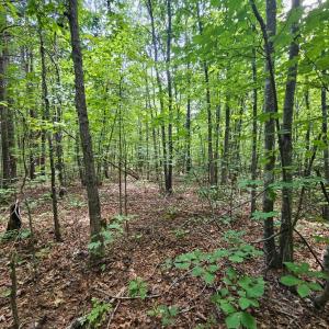 Photo #9 of West James Anderson Hwy, Gladstone, VA 100.0 acres
