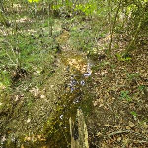 Photo #14 of West James Anderson Hwy, Gladstone, VA 100.0 acres