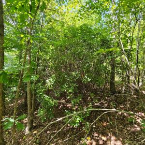 Photo #13 of West James Anderson Hwy, Gladstone, VA 100.0 acres