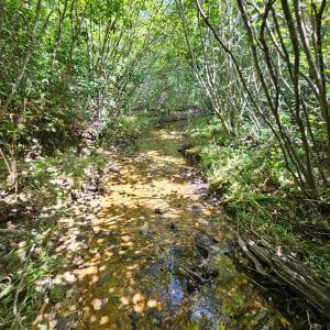 Photo #6 of West James Anderson Hwy, Gladstone, VA 100.0 acres