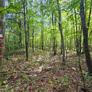 Photo #3 of West James Anderson Hwy, Gladstone, VA 100.0 acres