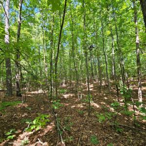 Photo #25 of West James Anderson Hwy, Gladstone, VA 100.0 acres