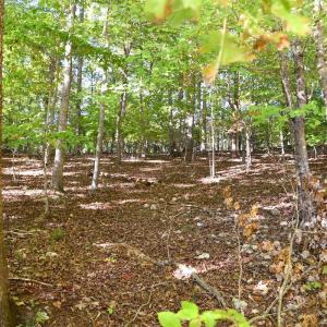 Photo #12 of Heron Pointe Drive, Gretna, VA 1.1 acres