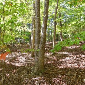 Photo #14 of Heron Pointe Drive, Gretna, VA 1.1 acres