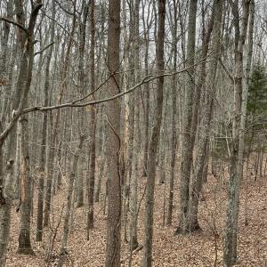 Photo #13 of Swan Creek Road, Gladys, VA 16.1 acres