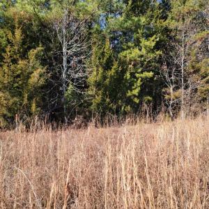 Photo #8 of 24 Down Creek Road, Brookneal, VA 14.9 acres