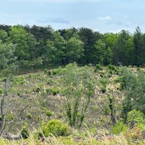 Photo #3 of Leesville Road, Lynch Station, VA 15.9 acres