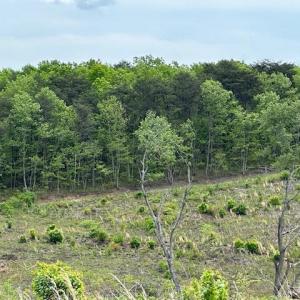 Photo #2 of Leesville Road, Lynch Station, VA 15.9 acres