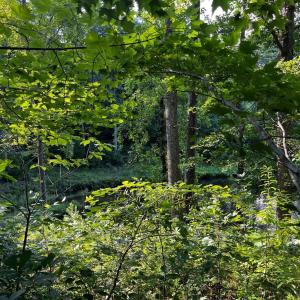 Photo #10 of Clear Pointe Run, Lynch Station, VA 3.0 acres