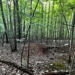 Photo #9 of Clear Pointe Run, Lynch Station, VA 3.0 acres