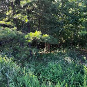 Photo #6 of Clear Pointe Run, Lynch Station, VA 3.0 acres