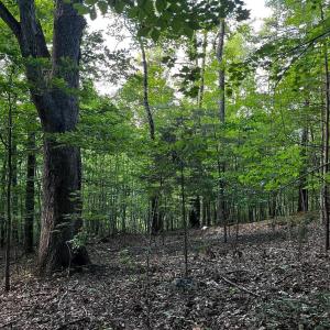 Photo #7 of Clear Pointe Run, Lynch Station, VA 3.0 acres