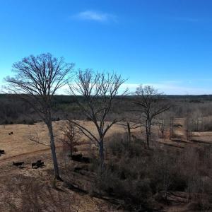 Photo #22 of 1081 Lennig Road, Nathalie, VA 161.5 acres