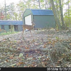 Photo #50 of TBD Earley Farm Road, Amherst, VA 123.4 acres