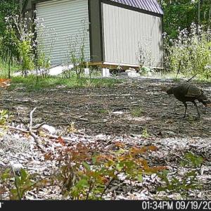 Photo #53 of TBD Earley Farm Road, Amherst, VA 123.4 acres