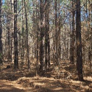 Photo #8 of TN Snow Road, Nathalie, VA 22.8 acres