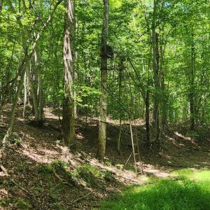 Photo #35 of 3171 Earley Farm Road, Madison Heights, VA 81.2 acres