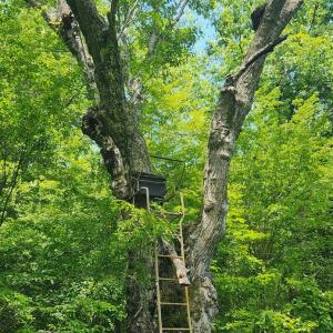Photo #36 of 3171 Earley Farm Road, Madison Heights, VA 81.2 acres