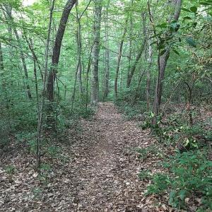 Photo #27 of 3171 Earley Farm Road, Madison Heights, VA 81.2 acres