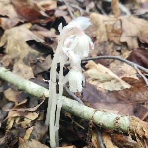 Photo #31 of 3171 Earley Farm Road, Madison Heights, VA 81.2 acres