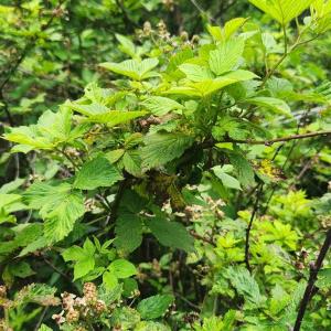 Photo #32 of 3171 Earley Farm Road, Madison Heights, VA 81.2 acres