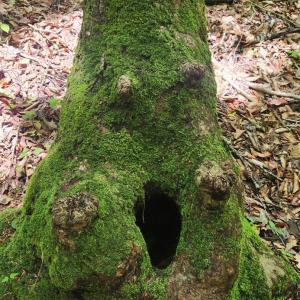 Photo #8 of 3171 Earley Farm Road, Madison Heights, VA 81.2 acres