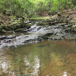 Photo #7 of 3171 Earley Farm Road, Madison Heights, VA 81.2 acres